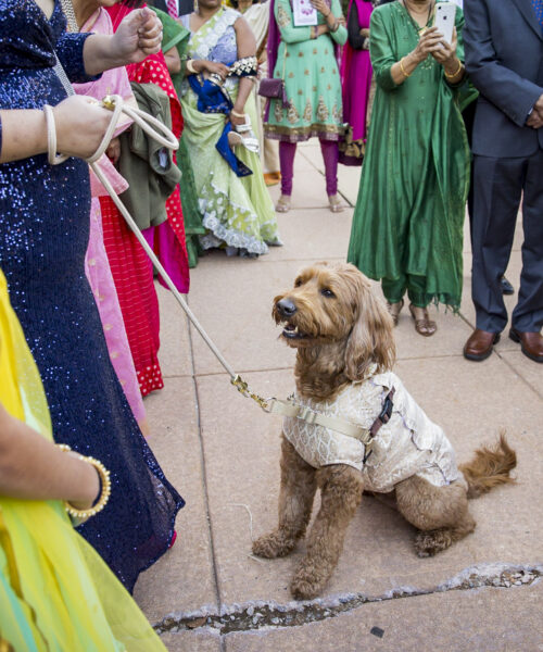 A dog in festive attire sits among people dressed in colorful traditional clothing at an outdoor event.