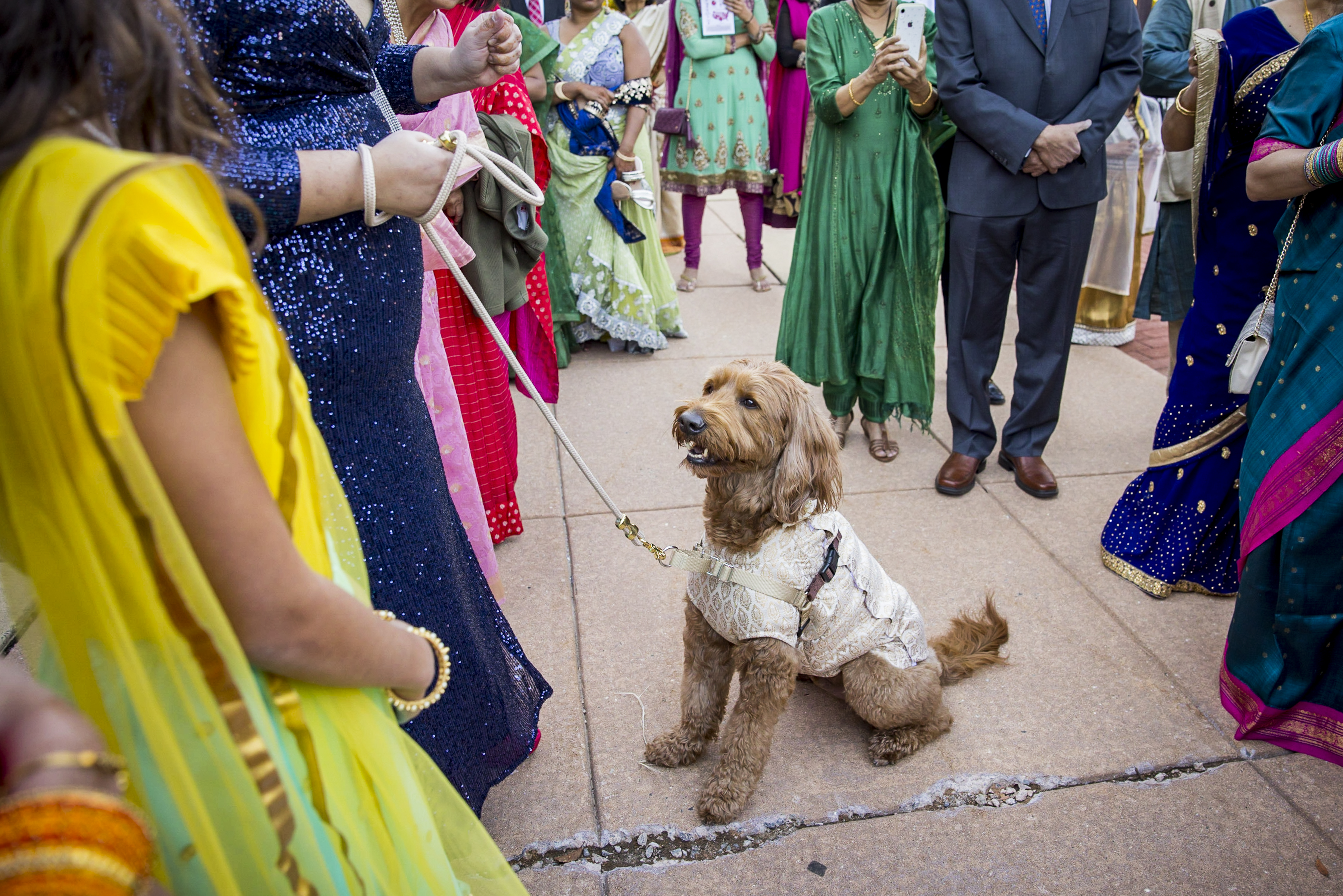 A dog in festive attire sits among people dressed in colorful traditional clothing at an outdoor event.